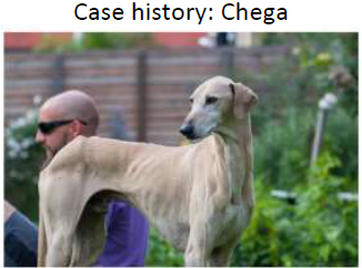 chega dog.PNG