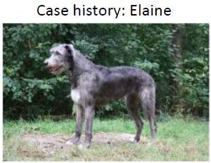 elaine dog.PNG